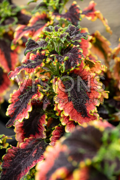 Coleus scutellarioides ColorBlaze® El Brighto