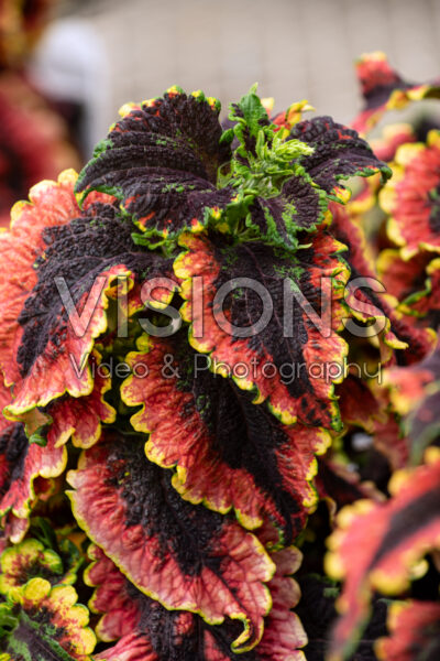 Coleus scutellarioides ColorBlaze® El Brighto