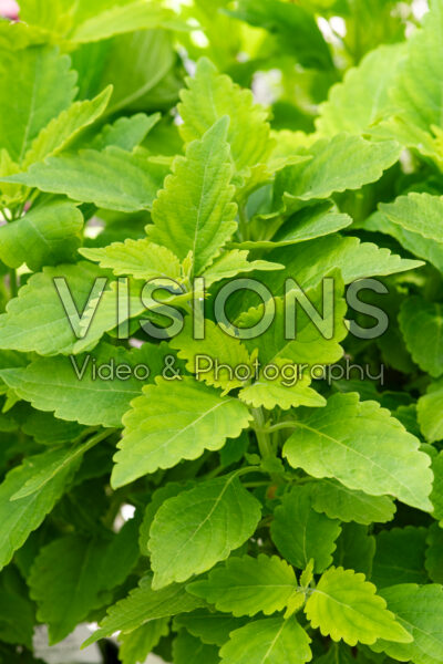 Coleus scutellarioides ColorBlaze® Lime Time Coleus scutellarioides ColorBlaze® Lime Time