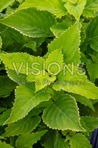 Coleus scutellarioides ColorBlaze® Lime Time