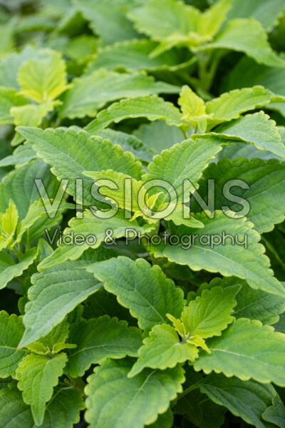 Coleus scutellarioides ColorBlaze® Lime Time