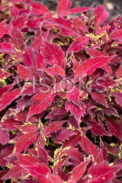 Coleus scutellarioides ColorBlaze® Royale Apple Brandy