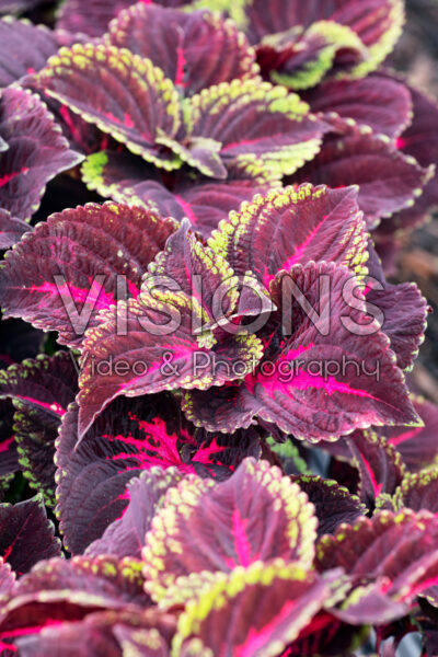 Coleus scutellarioides ColorBlaze® Torchlight