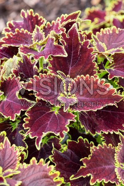 Coleus scutellarioides ColorBlaze® Wicked Witch
