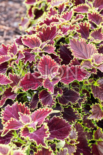 Coleus scutellarioides ColorBlaze® Wicked Witch