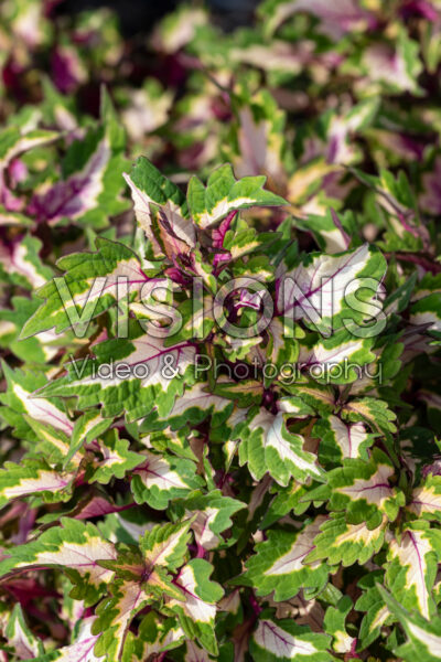 Coleus scutellarioides Down Town Miami Magic
