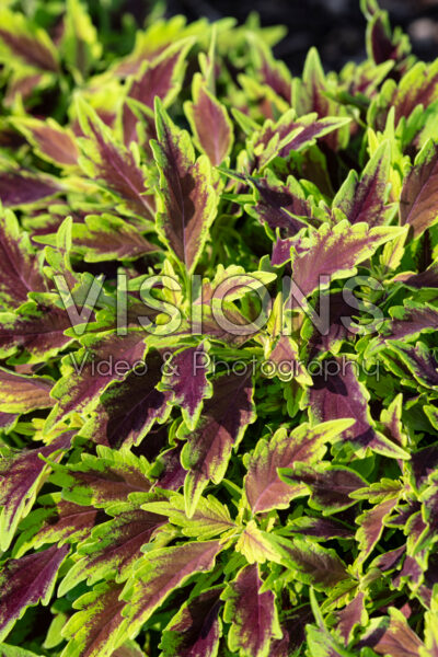Coleus scutellarioides Down Town Nashville