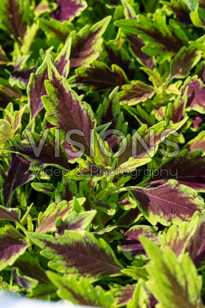 Coleus scutellarioides Down Town Nashville Coleus scutellarioides Down Town Nashville