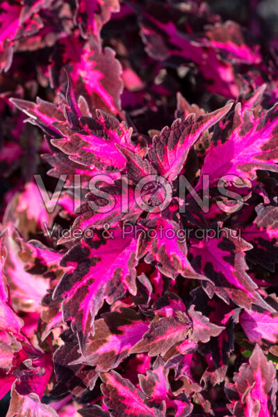 Coleus scutellarioides Down Town Royalty