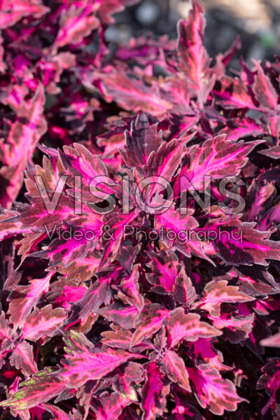 Coleus scutellarioides Down Town Royalty