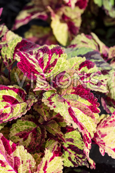Coleus scutellarioides Fairway Mosaic