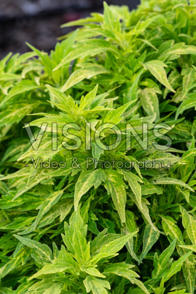 Coleus scutellarioides FlameThrowerâ„¢ Salsa Verde Coleus scutellarioides FlameThrowerâ„¢ Salsa Verde