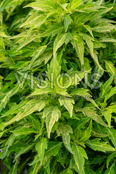 Coleus scutellarioides FlameThrower™ Salsa Verde