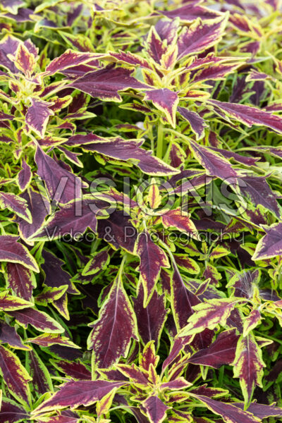 Coleus scutellarioides FlameThrower™ Serrano