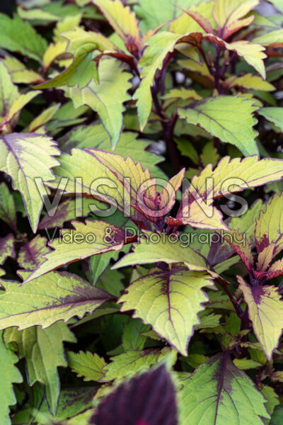 Coleus scutellarioides FlameThrower™ Spiced Curry