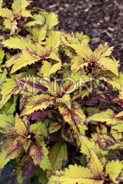 Coleus scutellarioides GardenFest™ Flexi™ Butterscotch