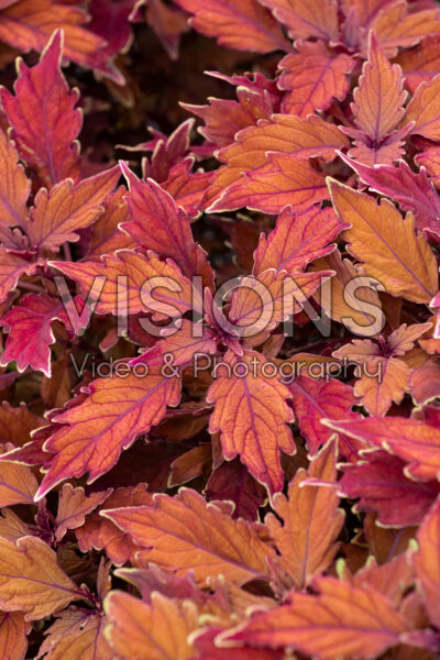 Coleus scutellarioides GardenFest™ Flexi™ Cinnamon Coleus scutellarioides GardenFest™ Flexi™ Cinnamon
