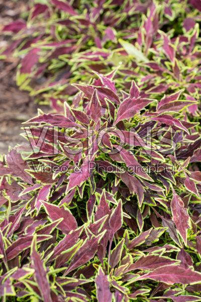 Coleus scutellarioides GardenFest™ Flexi™ Purple Lance