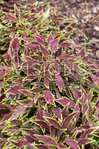 Coleus scutellarioides GardenFest™ Flexi™ Purple Lance Coleus scutellarioides GardenFest™ Flexi™ Purple Lance