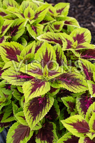 Coleus scutellarioides GardenFest™ GardenScape™ Bright Day 