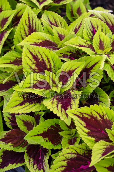 Coleus scutellarioides GardenFest™ GardenScape™ Bright Day Coleus scutellarioides GardenFest™ GardenScape™ Bright Day