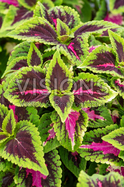 Coleus scutellarioides GardenFest™ GardenScape™ Rose Surprise Coleus scutellarioides GardenFest™ GardenScape™ Rose Surprise