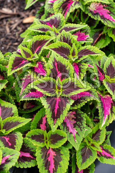 Coleus scutellarioides GardenFest™ GardenScape™ Rose Surprise