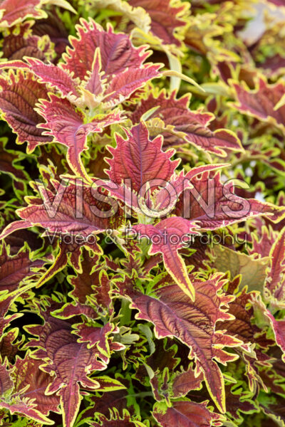 Coleus scutellarioides Ignite™ Copperhead 