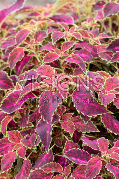 Coleus scutellarioides Party Time Ruby Punch