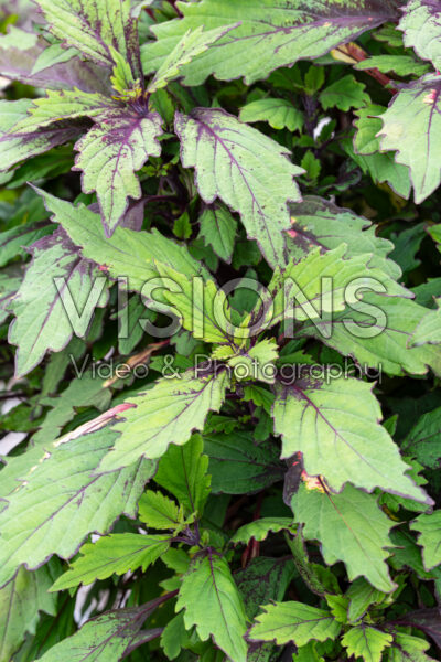 Coleus scutellarioides Ignite™ Special Effects Coleus scutellarioides Ignite™ Special Effects