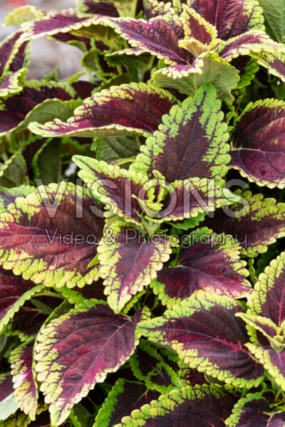 Coleus scutellarioides Main Street Alligator Alley 
