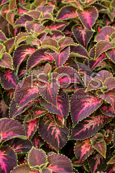 Coleus scutellarioides Main Street Franklin Street
