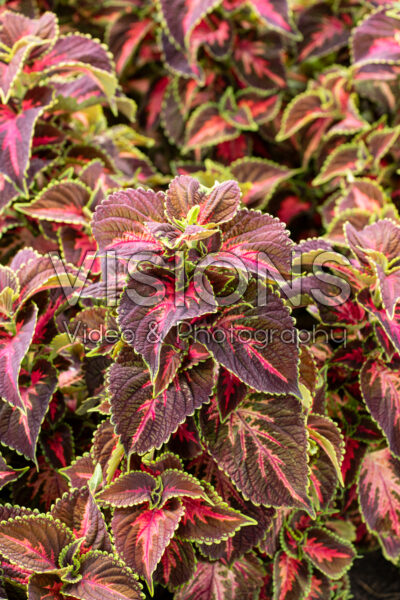 Coleus scutellarioides Main Street Franklin Street