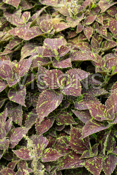 Coleus scutellarioides Main Street Michigan Avenue