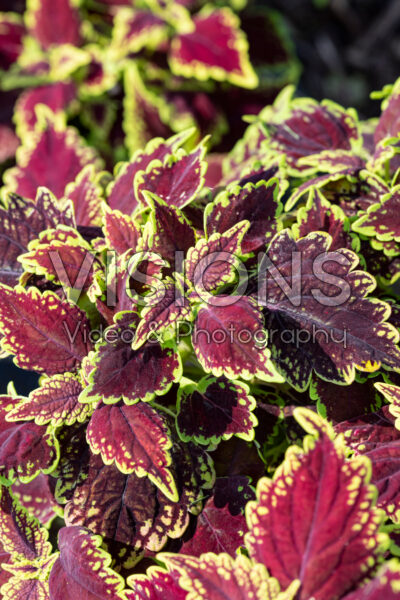 Coleus scutellarioides Main Street Oxford Street