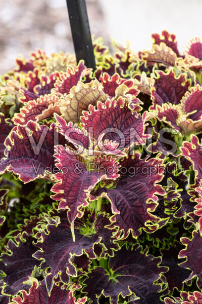 Coleus scutellarioides Main Street Portage Ave