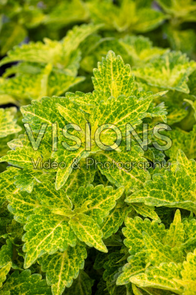 Coleus scutellarioides Main Street River Walk