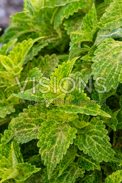 Coleus scutellarioides Main Street River Walk