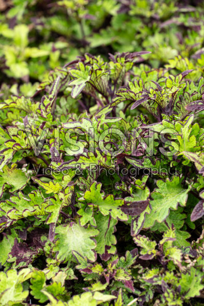 Coleus scutellarioides Main Street Rodeo Drive