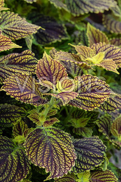 Coleus scutellarioides Main Street Venice Blvd
