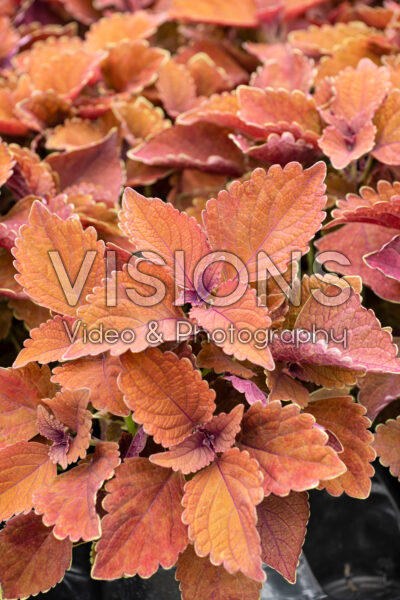 Coleus scutellarioides Main Street Wall Street