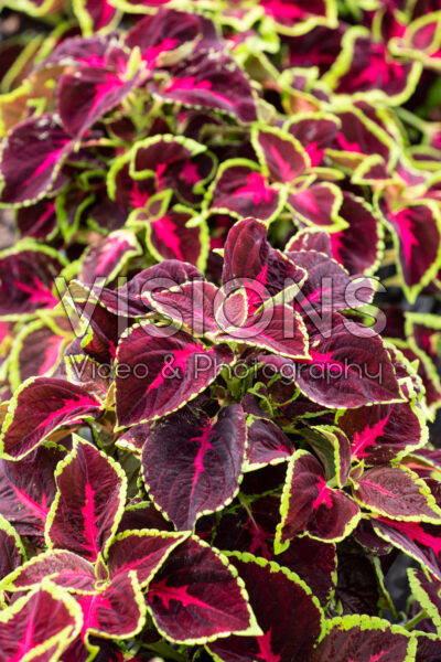 Coleus scutellarioides Mezmerize Chocolate Rose