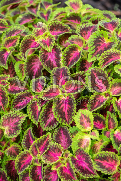Coleus scutellarioides Party Time Pink Berry 