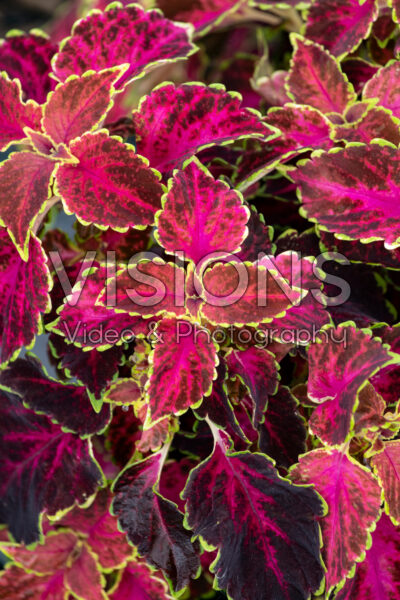 Coleus scutellarioides Party Time Ruby Punch