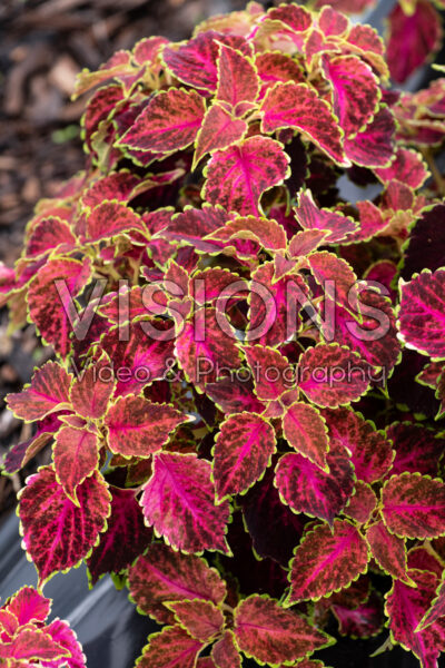 Coleus scutellarioides Party Time Ruby Punch
