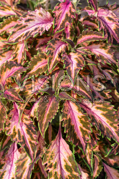 Coleus scutellarioides Premium Sun Coral Candy
