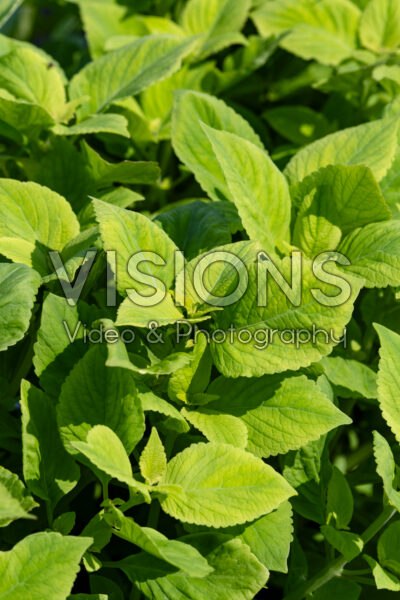 Coleus scutellarioides Premium Sun Lime Delight Coleus scutellarioides Premium Sun Lime Delight