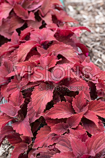 Coleus scutellarioides Premium Sun Sweet Paprika