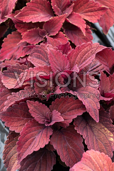 Coleus scutellarioides Premium Sun Sweet Paprika