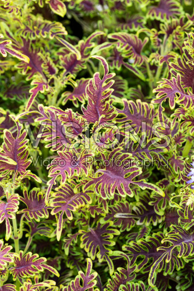 Coleus scutellarioides Skeletal 